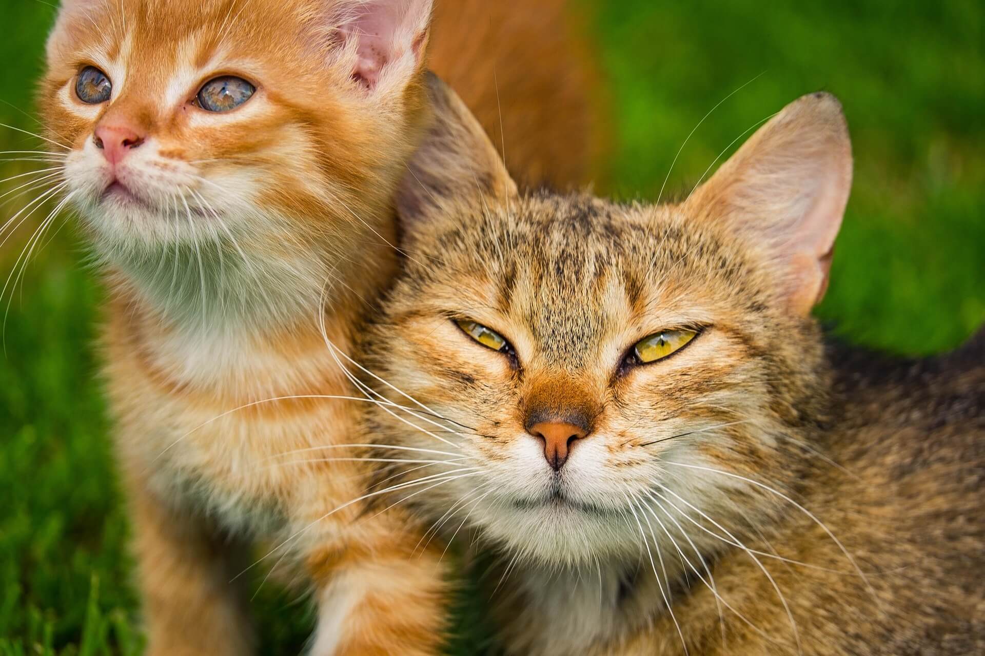 Interesting Facts about Cats –&nbsp;A2