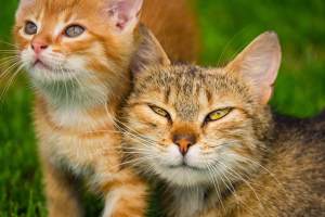 Interesting Facts about Cats – A2
